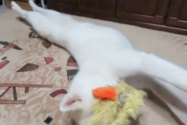 遊ぶ秋田犬