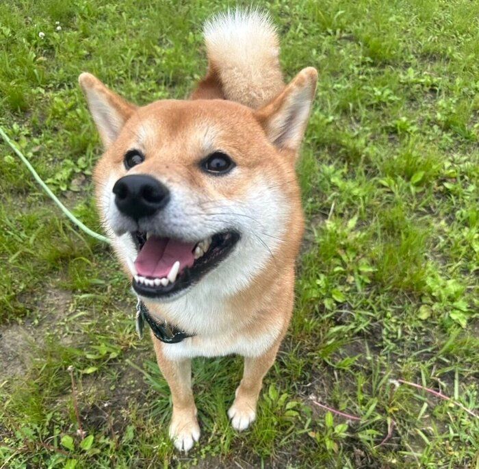 散歩を楽しむぽたくん