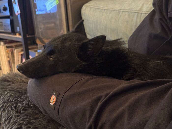 寝ているスキッパーキ