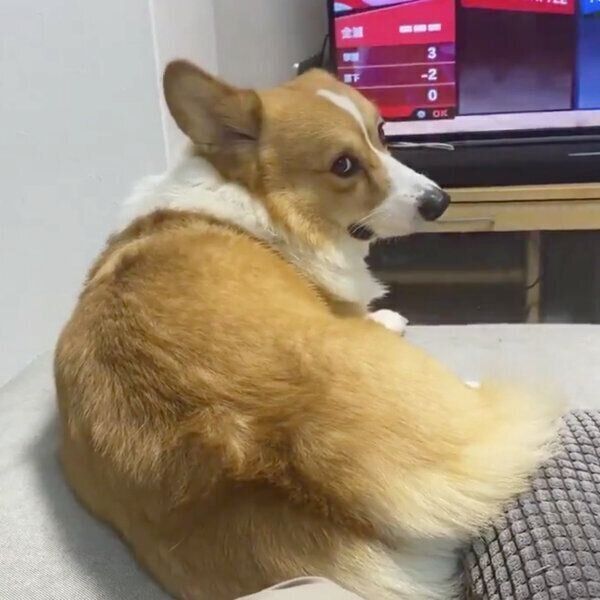 飼い主さんを見つめるラッキーくん