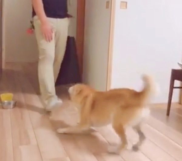 喜ぶ柴犬