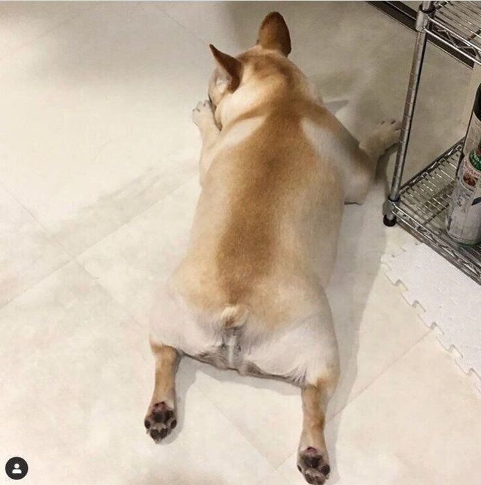 フレンチ・ブルドッグのきなこちゃん