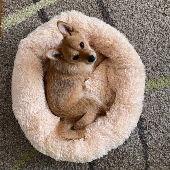 くつろぐ犬