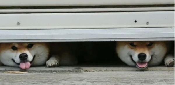 密着する柴犬