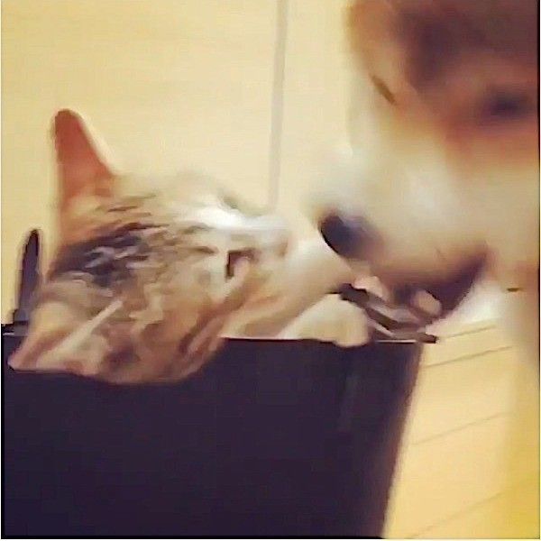 ワンニャンバトル