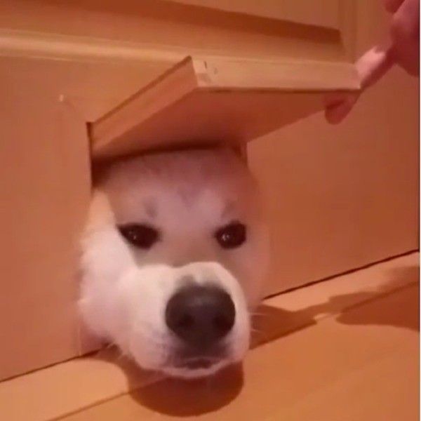 猫ドアから顔を出すワンコ