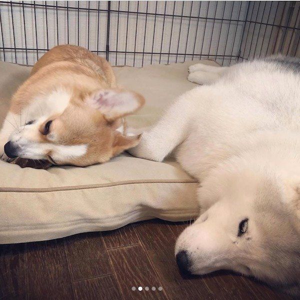 眠るシベリアン・ハスキーとコーギー