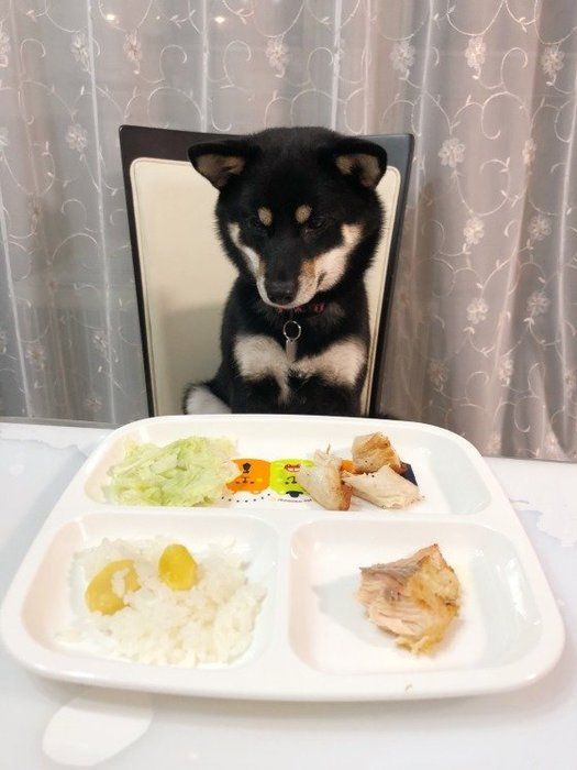 どれから食べようか迷うラガーちゃん