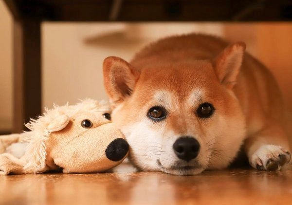 ぬいぐるみが好きな柴犬