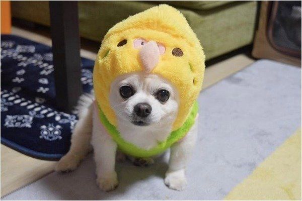 気ぐるみを着るチワワ