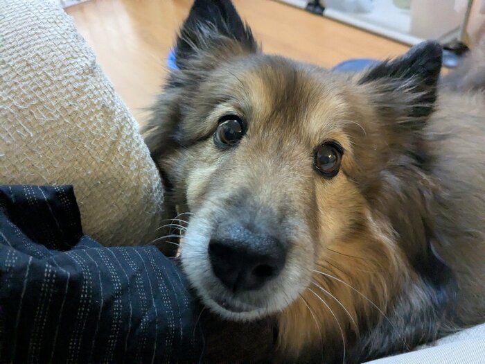 見つめるポン太郎くん