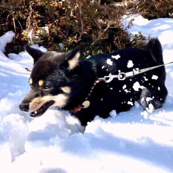 雪で遊ぶ柴犬