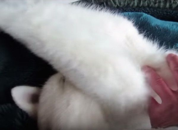秋田犬