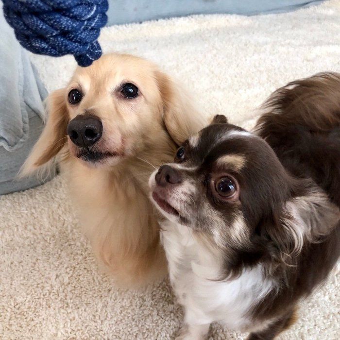 見つめる犬