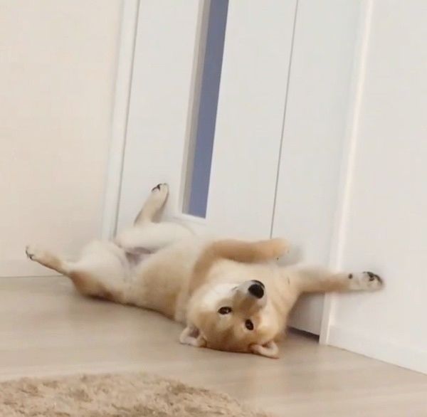 寝転ぶ柴犬