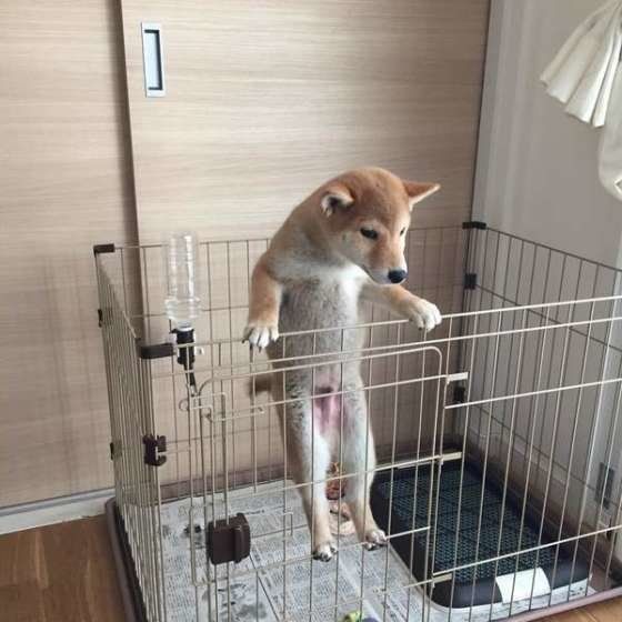 忍法!脱走の術♪