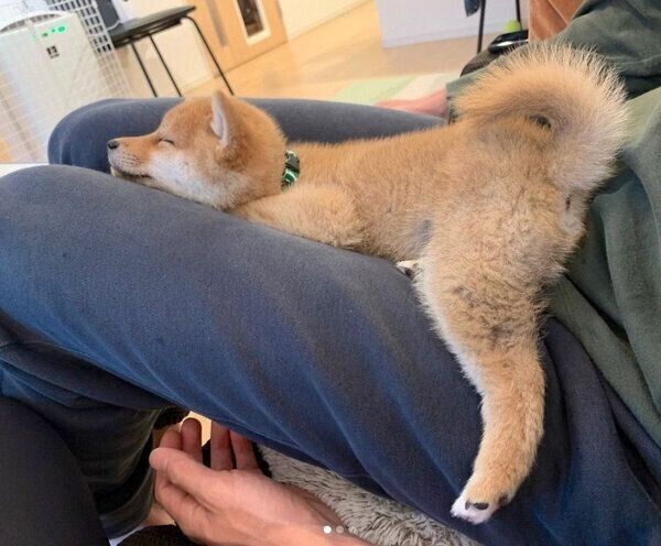 飼い主さんの膝の上で眠るこたろうくん