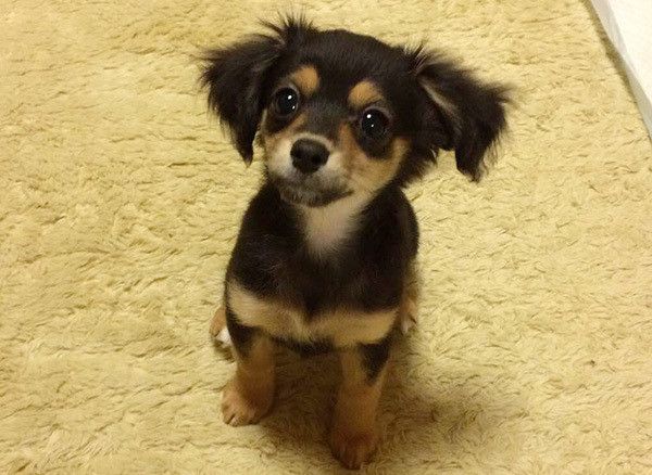 見つめる犬