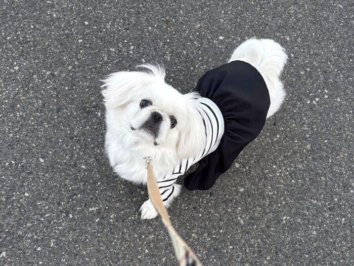 お散歩中のペキニーズ