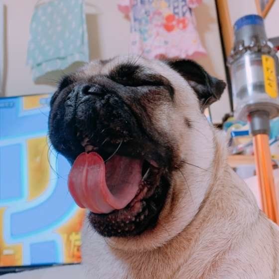 犬があくびを連発する時、犬がストレスを感じている理由とは?