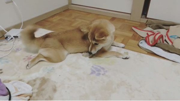 しっぽを威嚇する柴犬