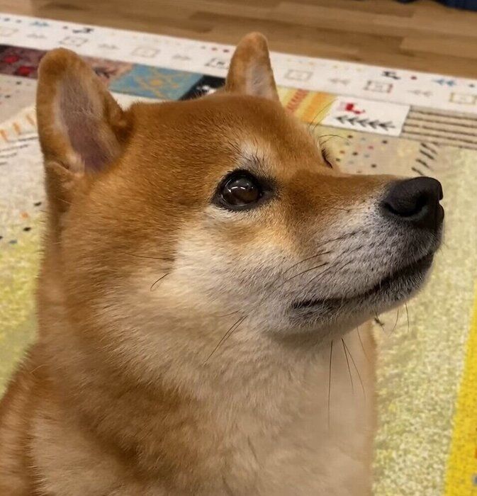 パパさんと遊びたくてたまらない柴犬 可愛すぎる鳴き声で呼び続ける いぬのきもちweb Magazine