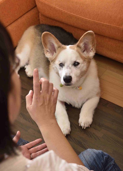 現在、右目が見えないラッキーくん。しかし「ミテ」と言うと、飼い主さんがいるほうを向きます。子犬のころしつけをがんばったおかげで、失明してもコミュニケーションがとれるのです。