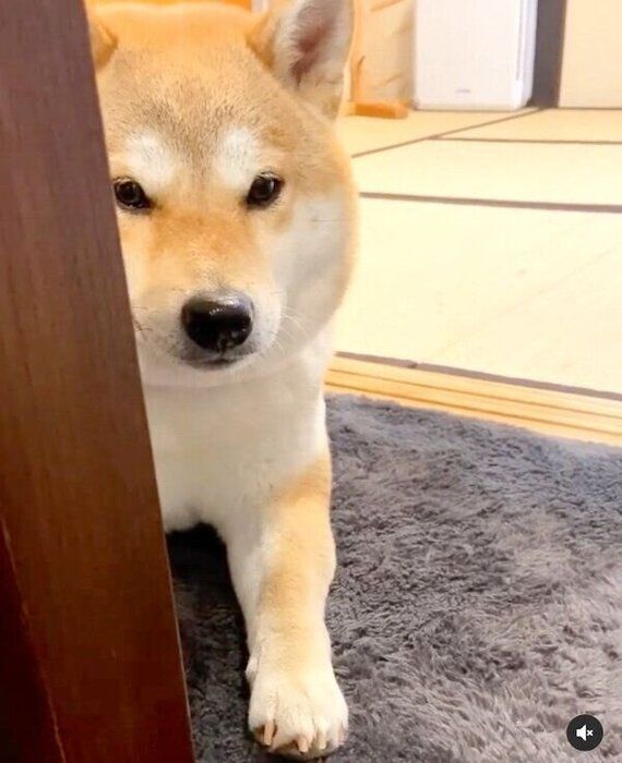 見つめるユクちゃん