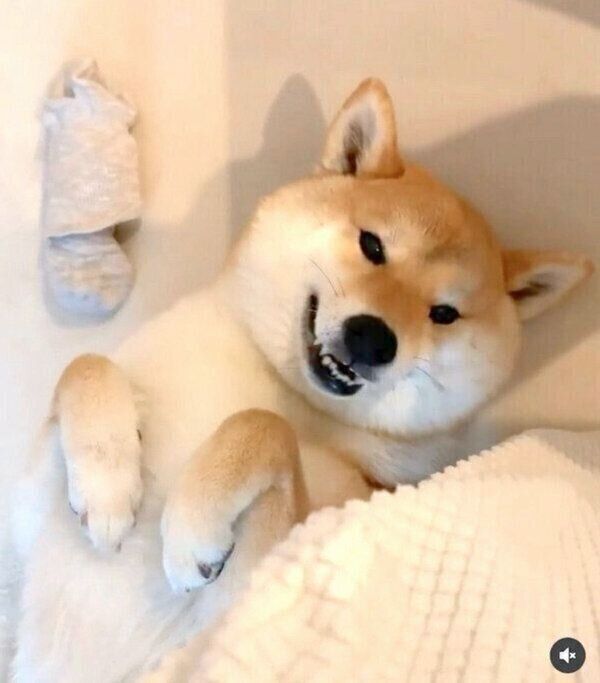 靴下を盗んだ味噌ちゃん