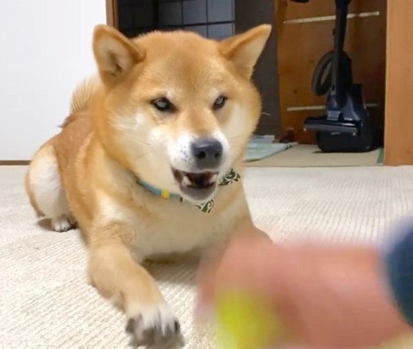 お手手をバンバンする福くん