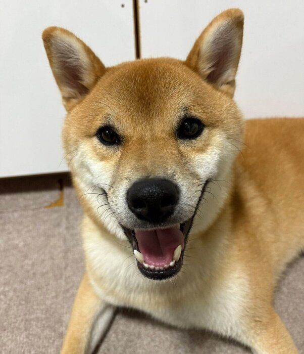 ニコニコ顔のてんくん