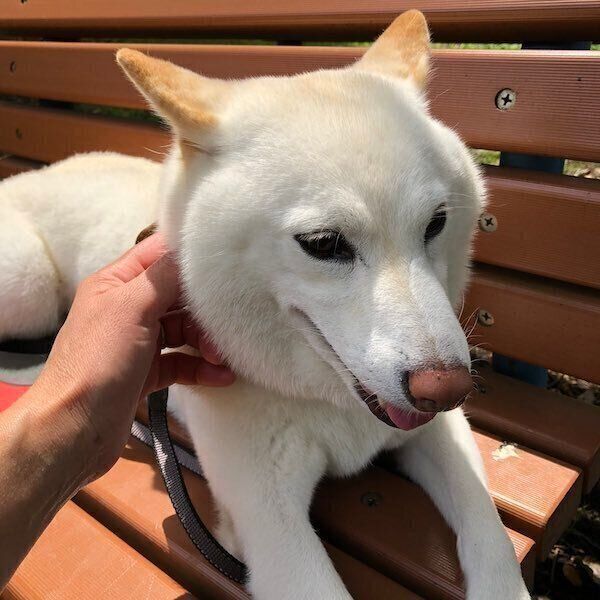 テンションが下がるチョビちゃん