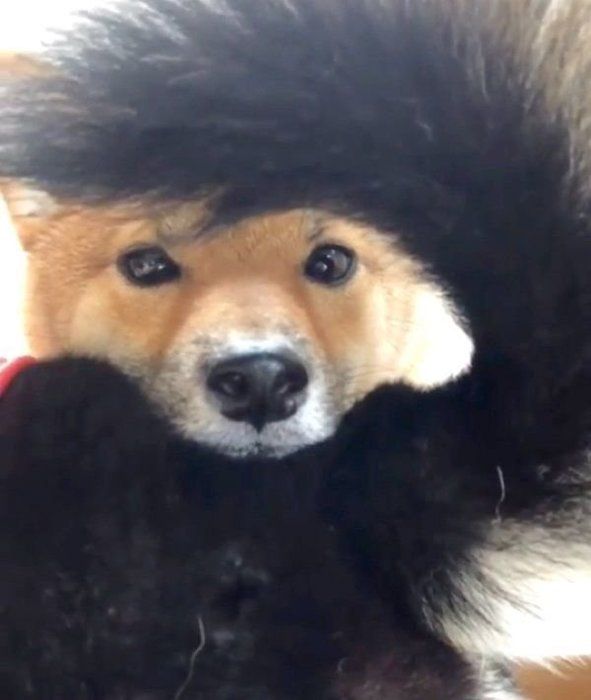 しっぽ遊びをする柴犬