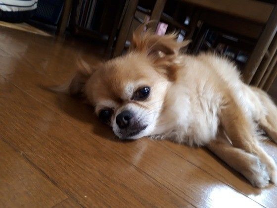 チワワ