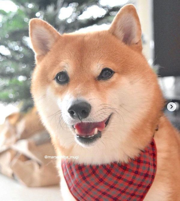 スタイをつけるMugiちゃん