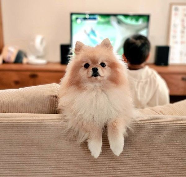 ソファに座るぽぽちゃん