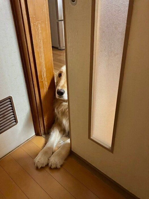 お風呂に入る飼い主さんを監視するイブくん