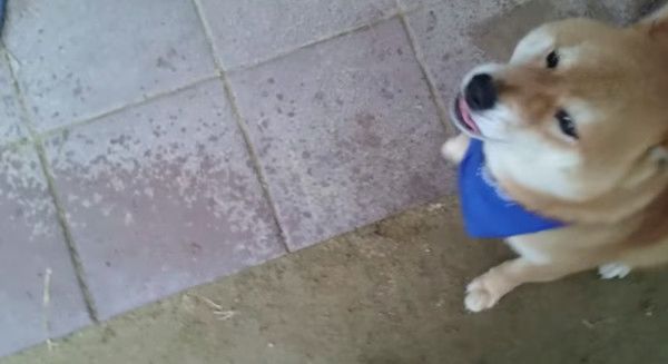 ご主人が大好きな柴犬