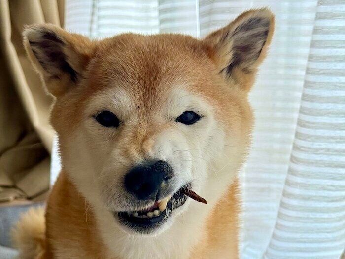 マロたん様 柴犬マロたんに関する記事一覧｜いぬのきもちWEB MAGAZINE