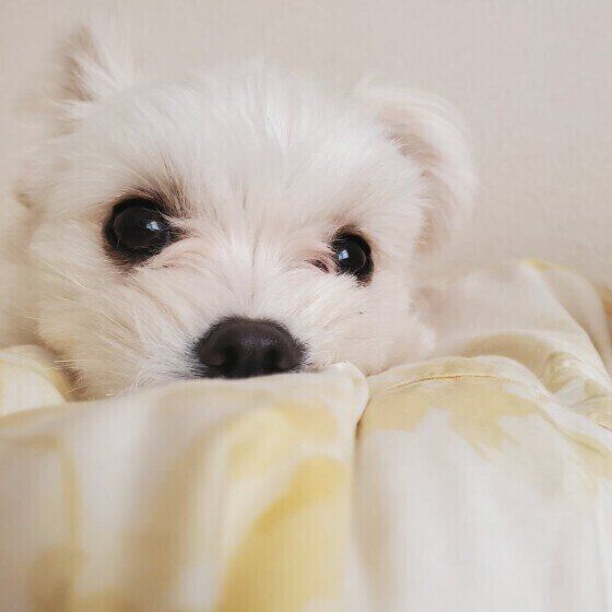 ミックス犬