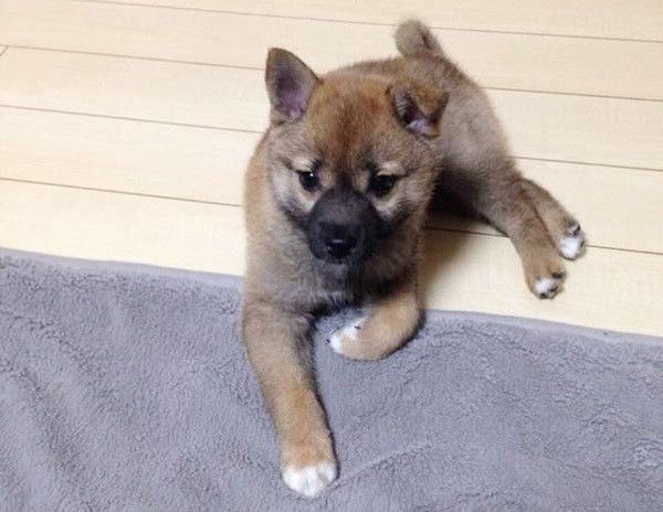 見つめる犬