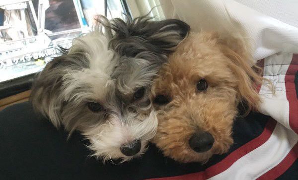 仲良しな犬