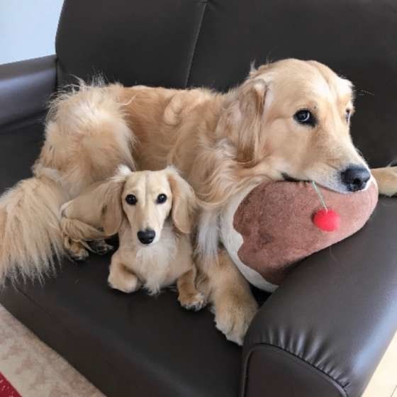 仲良しな犬