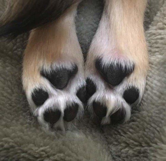 肉球