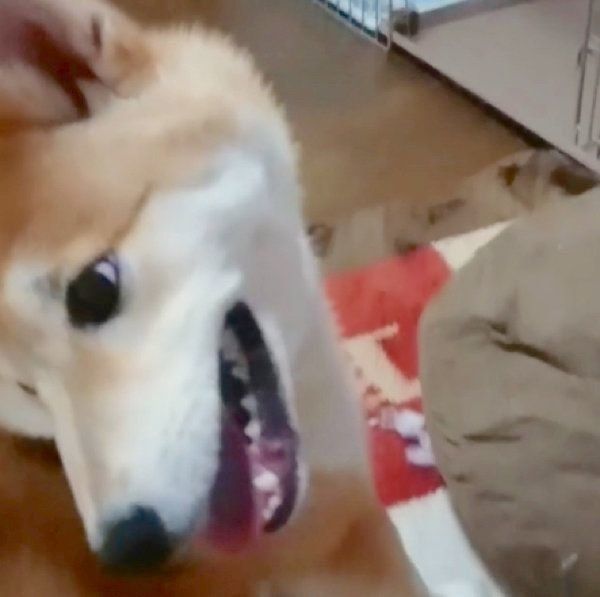 クッションをボロボロにする柴犬