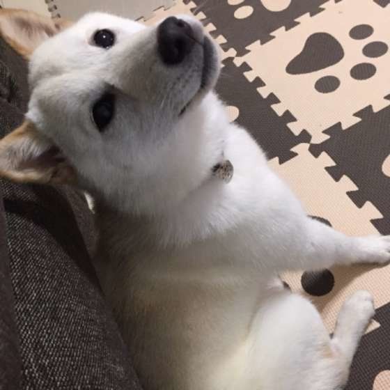 柴