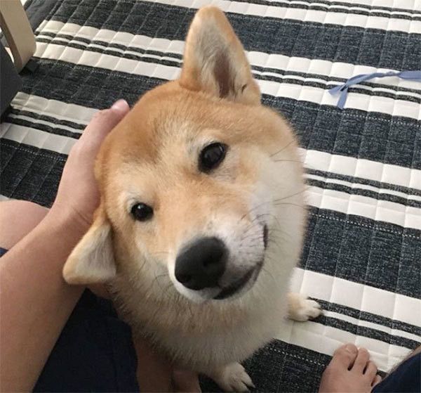 微笑む柴犬
