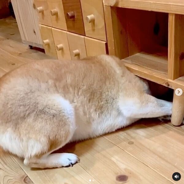 ボールを取りたいユクちゃん