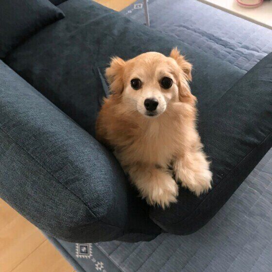 見つめる犬