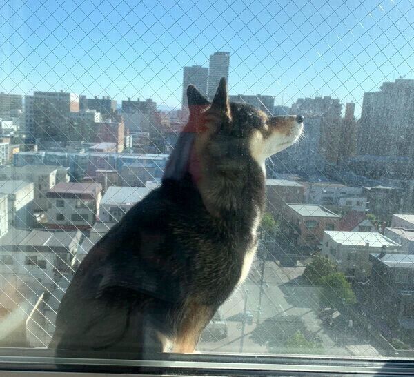 日向ぼっこするあずきちゃん